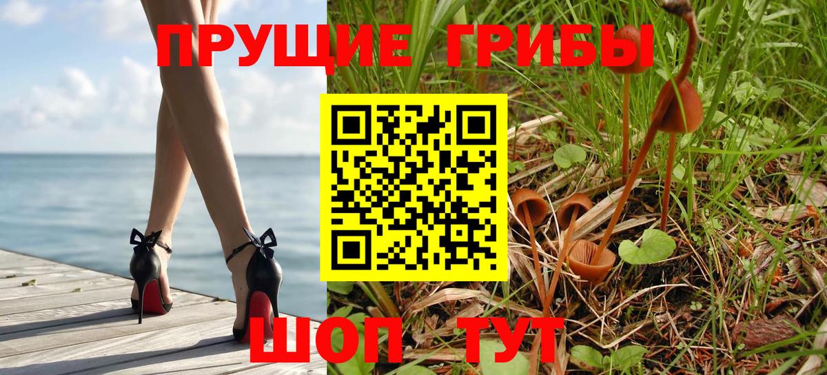 Галлюциногенные грибы Psilocybine cubensis Всеволожск